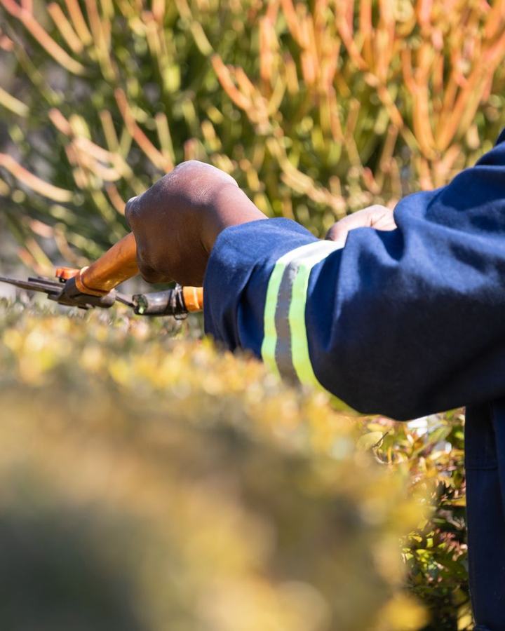 Landscaper trimming a hedge
